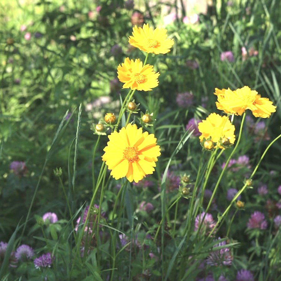 Arnica flowers in a mountain meadow