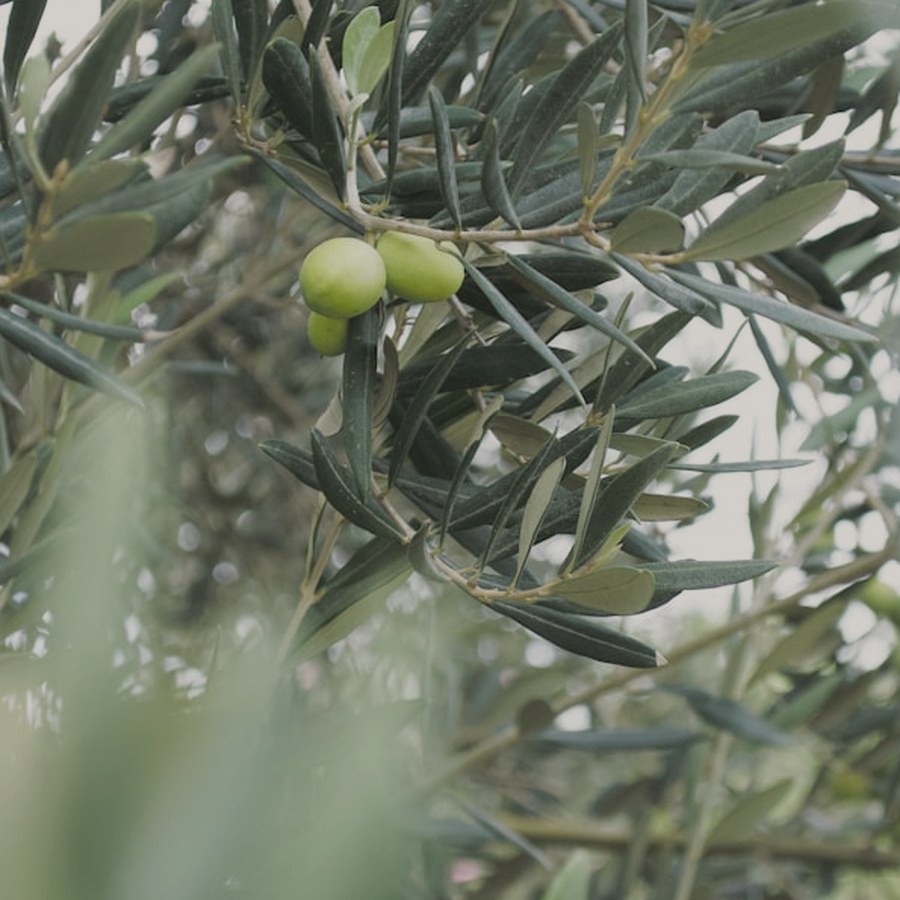 Olives on the branch